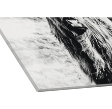 Close-up van een Schotse hooglander op een canvas