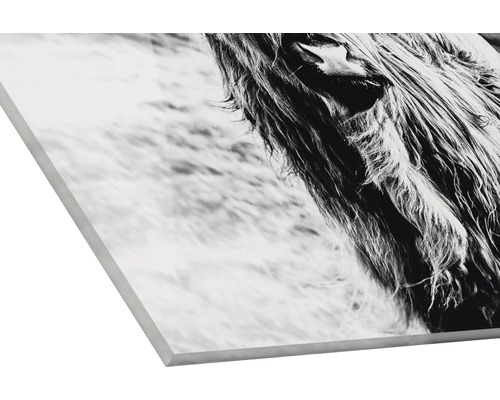Close-up van een Schotse hooglander op een canvas