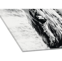 Acrylglasafbeelding van een Schotse hooglander