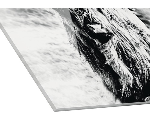 Acrylglasafbeelding van een Schotse hooglander