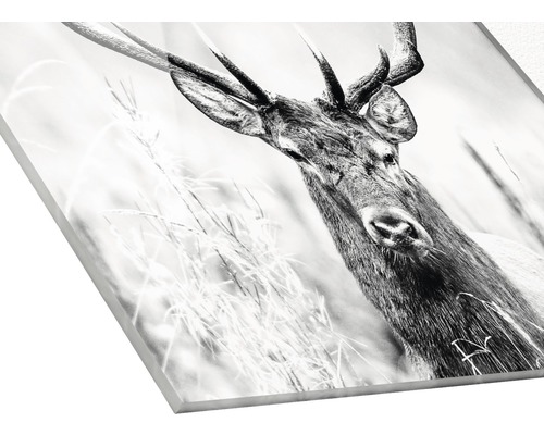Zwart-wit acrylglasfoto van een hert