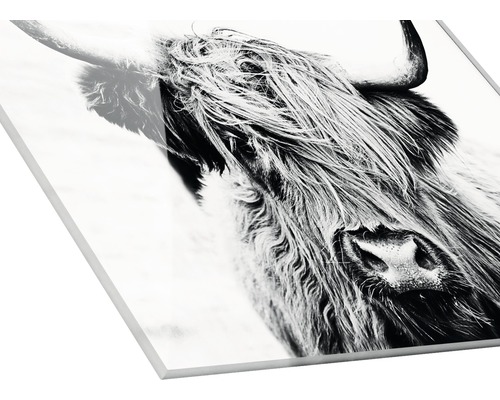 Acrylglas schilderij met Schotse Hooglander motief