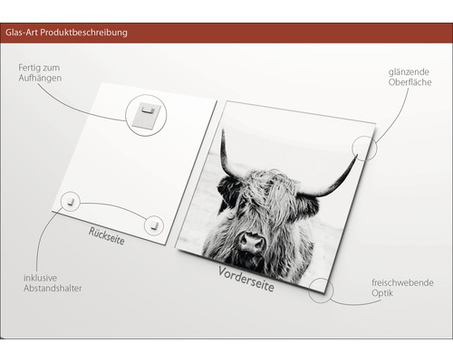 Glasfoto met Schotse hooglander motief, inclusief afstandhouder en ophangsysteem