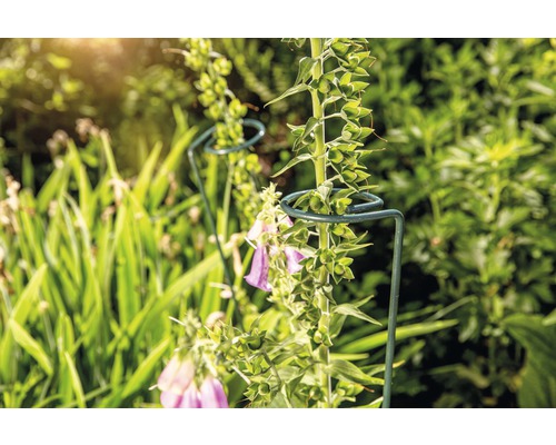 Plantensteun in tuin met bloeiende planten