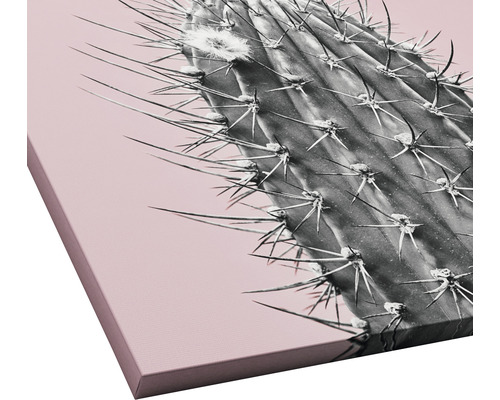 Close-up van een cactus op canvas
