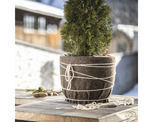 Thuja in een pot met winterbescherming op een tafel