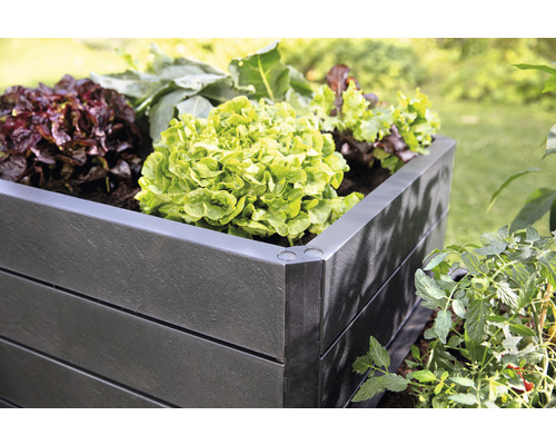 Verhoogde tuinbak met sla in de tuin