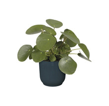 Pannenkoekenplant in pot