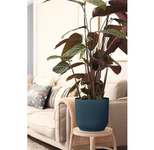 Calathea plant in geribbelde pot op een kruk voor een bank.