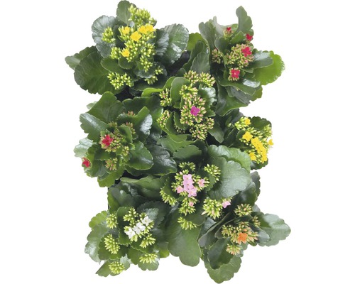 Kalanchoë plant met veelkleurige bloemen