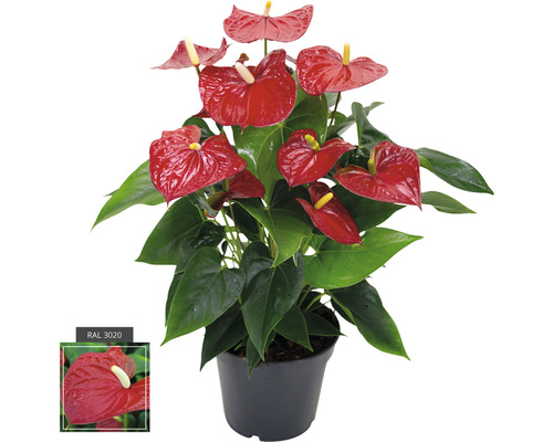 Flamingoplant FloraSelf Anthurium andreanum H 55-60 cm Ø 17 cm pot Flamingoplant FloraSelf Anthurium andreanum H 55-60 cm Ø 17 cm pot
