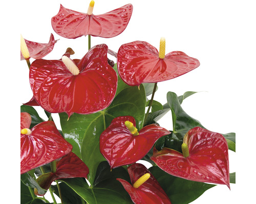 Anthurium plant met rode bloemen en groene bladeren