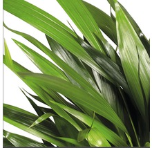 Close-up van kamerplant met groene bladeren