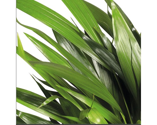 Close-up van kamerplant met groene bladeren