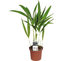 Kamerplant Goudpalm in pot