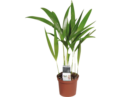 FLORASELF Goudpalm Dypsis potmaat Ø 7 H 20-30 cm