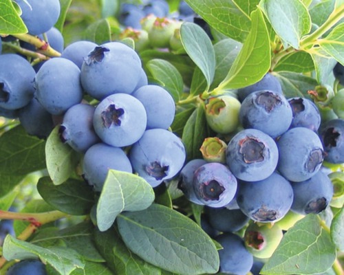 Close-up van bosbessen aan een struik