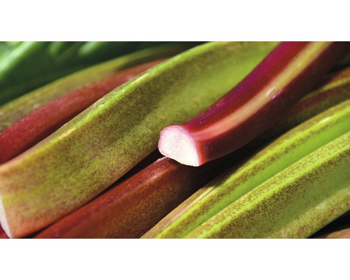 Rabarber Rheum x hybridum 'Fulton´s Strawberry Surprise' potmaat Ø 20 cm H 30-40 cm