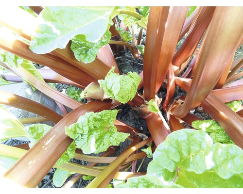 Close-up van een rabarberplant met stengels en bladeren