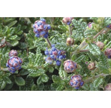 FLORASELF® Amerikaanse sering op stam Ceanothus Puget Blue Blauw