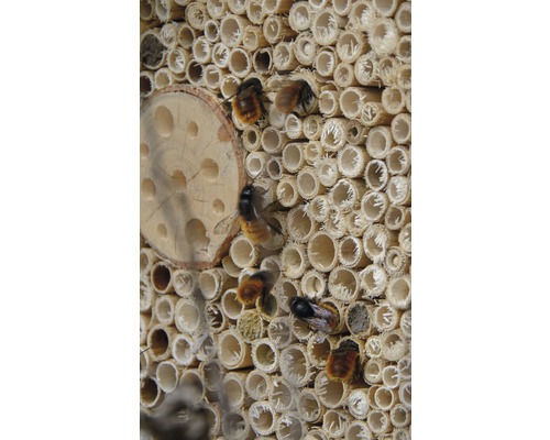 Insectenhotel met wilde bijen voor buizen