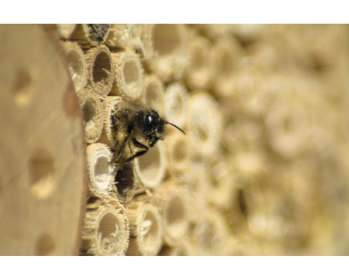 Close-up van een insectenhotel met een bij die in een van de bamboe buizen zit