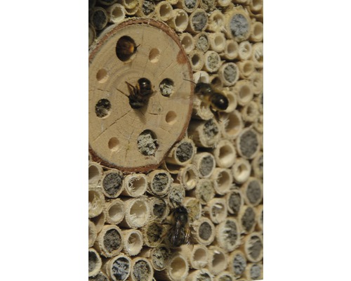 Insectenhotel met wilde bijen