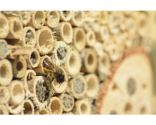 Insectenhotel met een wilde bij