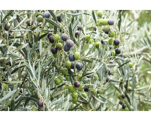 Olijfboom met olijven