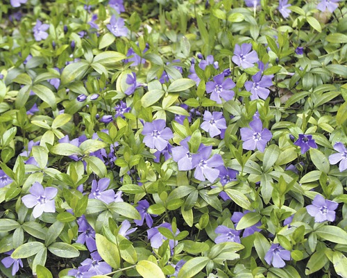 FLORASELF Kleine Maagdenpalm Vinca minor potmaat Ø 25 cm H 5 cm