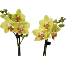 FLORASELF Vlinderorchidee Phalaenopsis-Cultivars potmaat Ø 9.0 cm H 35-45 cm-thumb-1