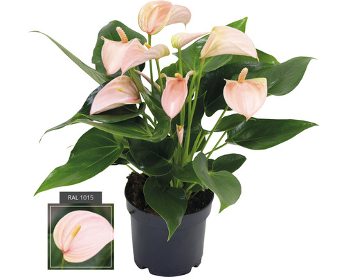 FLORASELF® Flamingoplant Anthurium Peach oranje potmaat Ø 12 cm-0