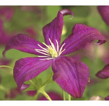 Close-up van een paarse clematis met witte meeldraden