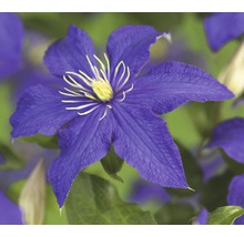 Bloem van een bosrank