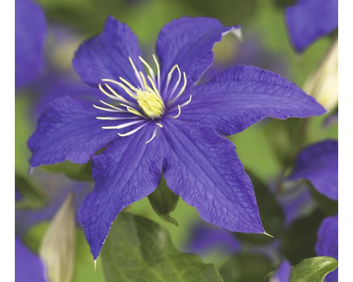 FLORASELF Bosrank Clematis-Cultivars 'Rhapsody' potmaat Ø 16.0 cm H 50-70 cm Bloem van een bosrank