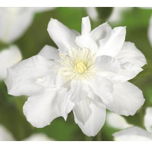 Close-up van een witte clematisbloem