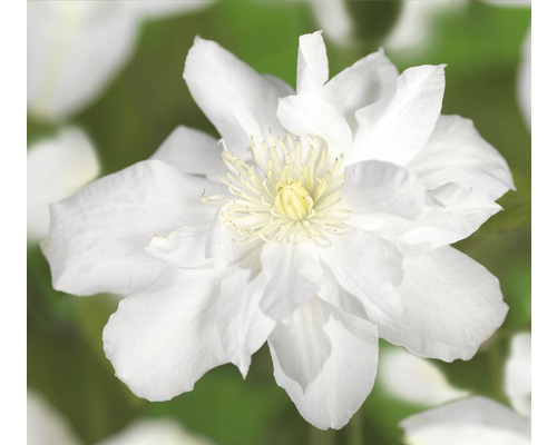 FLORASELF Bosrank Clematis-Cultivars 'Sylvia Denny' potmaat Ø 16.0 cm H 50-70 cm