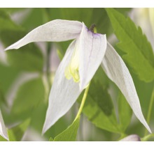Close-up van een witte clematisbloem met groene bladeren