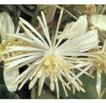 Bloem van de Clematis Atragene Groep