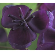 FLORASELF® Chocoladewingerd akebia 'quinata' potmaat Ø16 cm