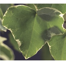 FLORASELF® Klimop hedera 'h. glacier' potmaat Ø16 cm