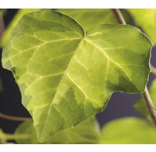 FLORASELF® Klimop hedera' c. sulphur heart' potmaat Ø16 cm