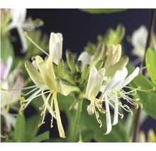 FLORASELF® Kamperfoelie lonicera 'per. belgica select' potmaat Ø16 cm