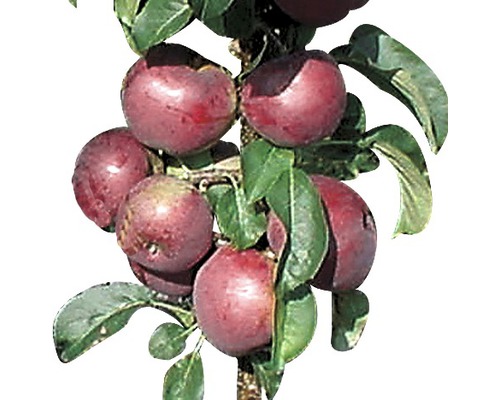 FLORASELF® Appelboom Malus domestica Starline ® 'Blue Moon'