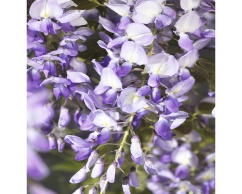 FLORASELF® Blauweregen wisteria 'sinensis prolific' potmaat Ø16 cm