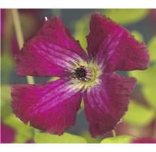 Close-up van een Clematis bloem