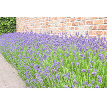 FLORASELF® Lavendel Lavandula angustifolia 6-pack-thumb-1