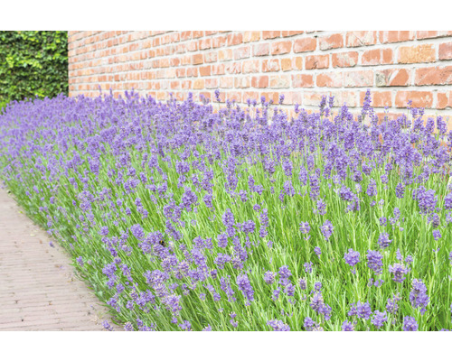 FLORASELF Lavendel Lavandula angustifolia potmaat Ø 11 cm H 5-20 cm