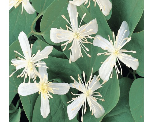 FLORASELF® Bosrank clematis 'terniflora maximow.' potmaat Ø16 cm
