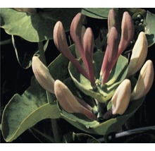 Close-up van een kamperfoeliebloem met bladeren